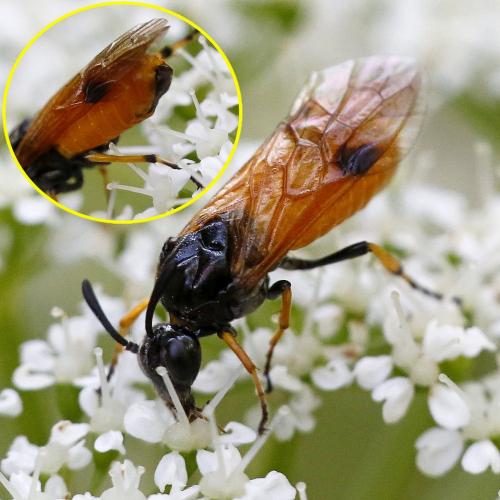 Arge melanochra
